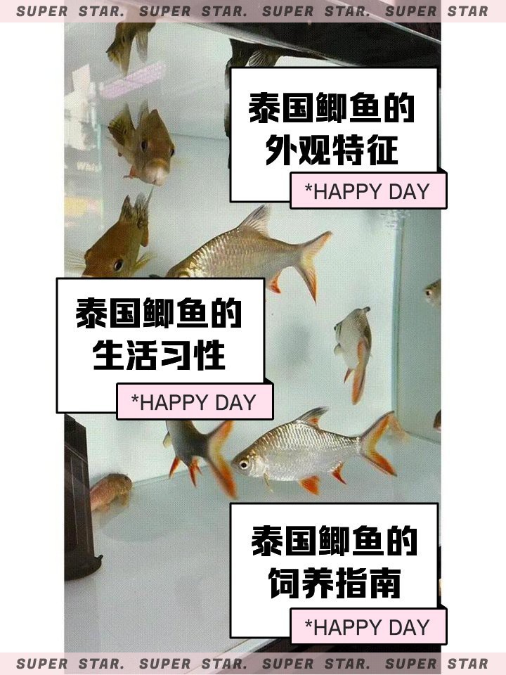 檸檬鯽魚和泰國鯽魚哪個好