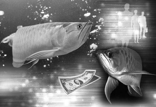 龍魚靈性事件的真實性
