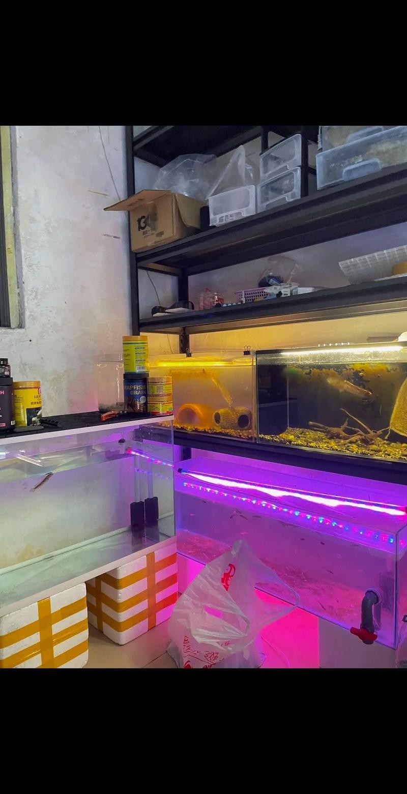 雷龍魚會淹死嗎圖片