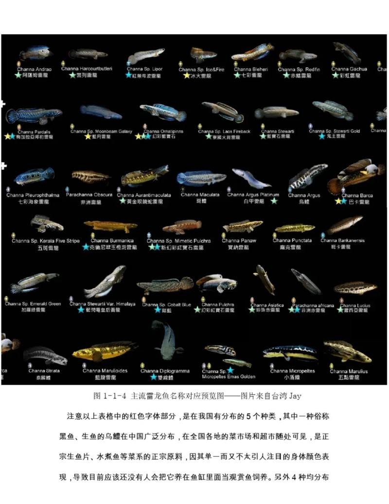 雷龍魚會淹死嗎圖片