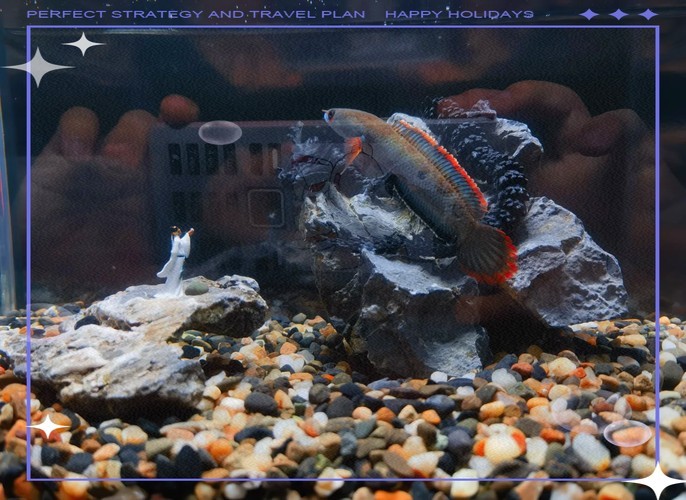 雷龍魚會淹死嗎圖片