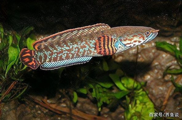 雷龍魚會淹死嗎圖片