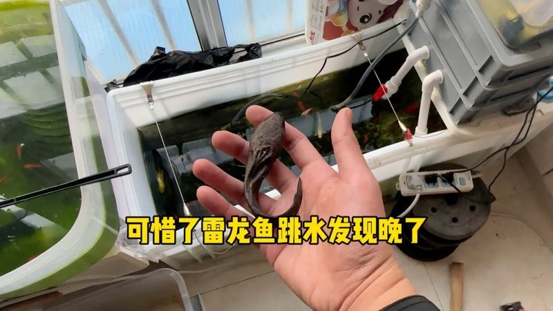 雷龍魚會淹死嗎圖片