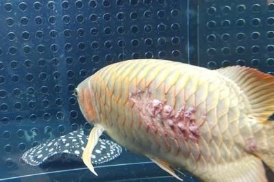 龍魚掉鱗能恢復和原來一樣嗎