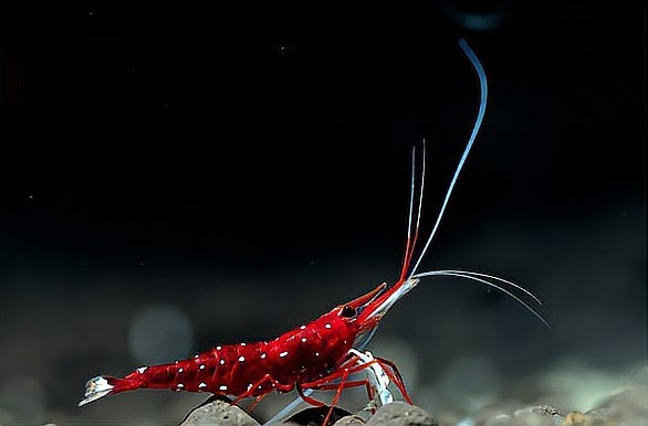 小型觀賞魚蝦錦標(biāo)賽的參賽規(guī)則是什么