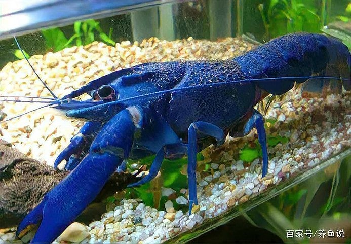 小型觀賞魚蝦錦標(biāo)賽的參賽規(guī)則是什么