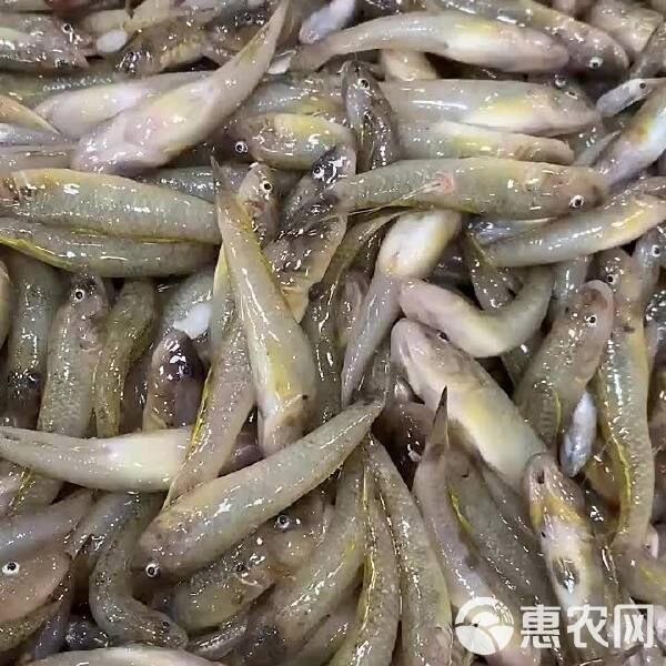 虎魚多少錢一斤市場價 虎魚多少錢一斤市場價 龍魚論壇 第5張