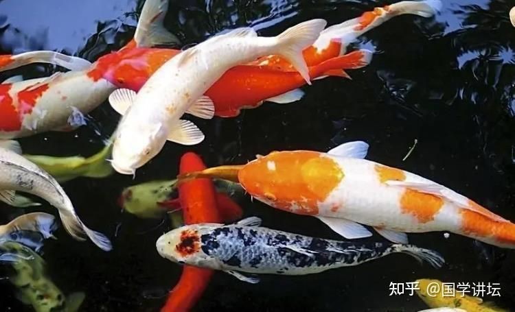 家里養蝴蝶鯉不吉利 家里養蝴蝶鯉不吉利 龍魚論壇 第3張