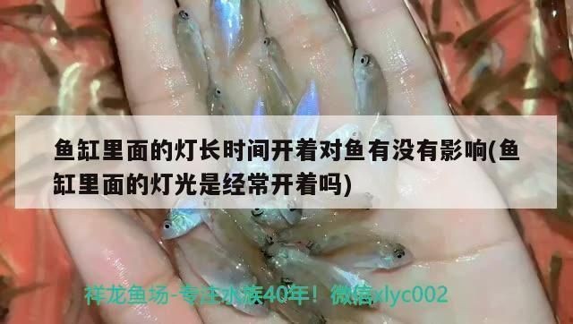 魚缸光照時(shí)長(zhǎng)對(duì)魚類健康的影響：魚缸光照時(shí)長(zhǎng)對(duì)魚類健康有何影響？