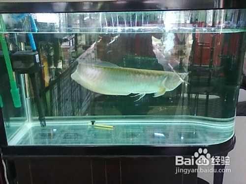 銀龍魚晚上開燈好還是關燈好呢 銀龍魚晚上開燈好還是關燈好呢 龍魚百科 第6張