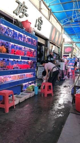 廣州龍魚市場的價格如何？ 廣州龍魚市場的價格如何？ 2025長城杯龍魚大賽 第10張
