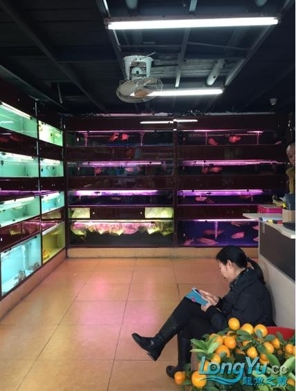 廣州龍魚市場的價格如何？ 廣州龍魚市場的價格如何？ 2025長城杯龍魚大賽 第11張