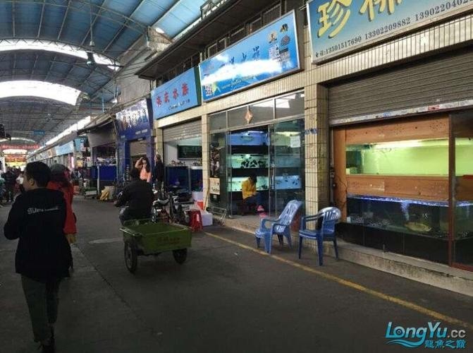 廣州龍魚市場的價格如何？ 廣州龍魚市場的價格如何？ 2025長城杯龍魚大賽 第8張