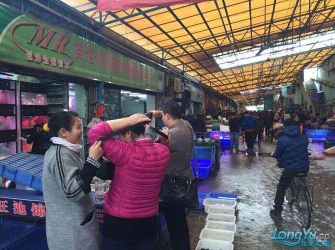 廣州龍魚市場的價格如何？ 廣州龍魚市場的價格如何？ 2025長城杯龍魚大賽 第9張