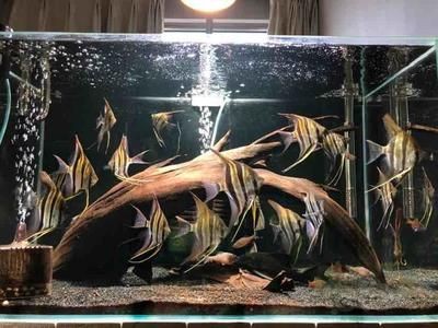龍魚吃了過大的食物怎么辦：當龍魚吃了過大的食物時，應立即停止喂食并撈出剩余食物