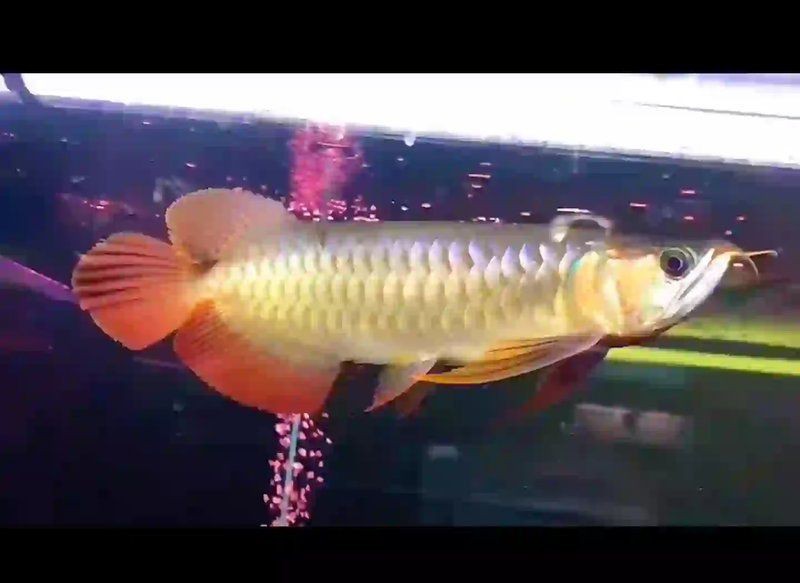 紅龍福龍魚(yú)為何要少吃 紅龍福龍魚(yú)為何要少吃 龍魚(yú)論壇 第5張