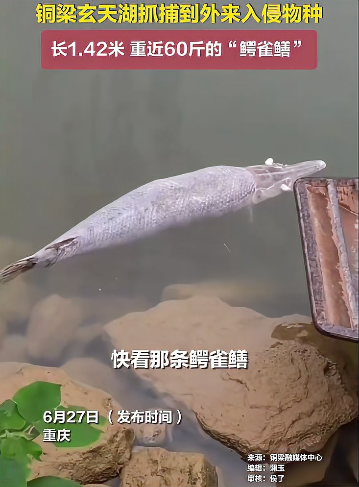 鱷雀鱔會不會攻擊人