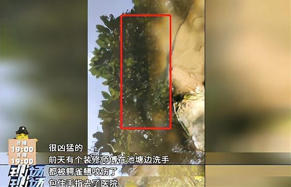 鱷雀鱔會不會攻擊人