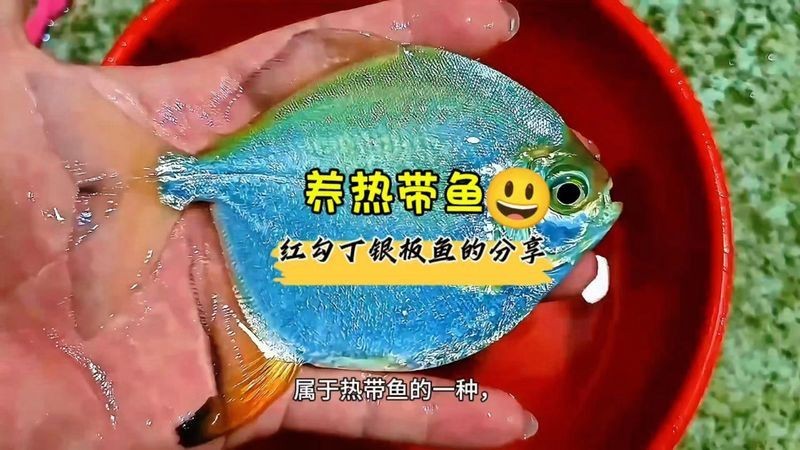 紅勾銀板魚最簡單三個(gè)步驟 紅勾銀板魚最簡單三個(gè)步驟 龍魚論壇 第13張
