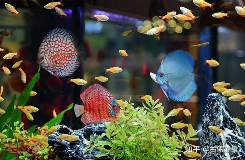 武威市涼州區可麗愛水族店（武威市涼州區可麗愛水族店電話）