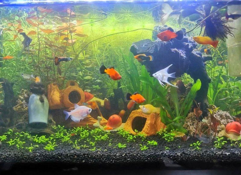 武威市涼州區可麗愛水族店（武威市涼州區可麗愛水族店電話）