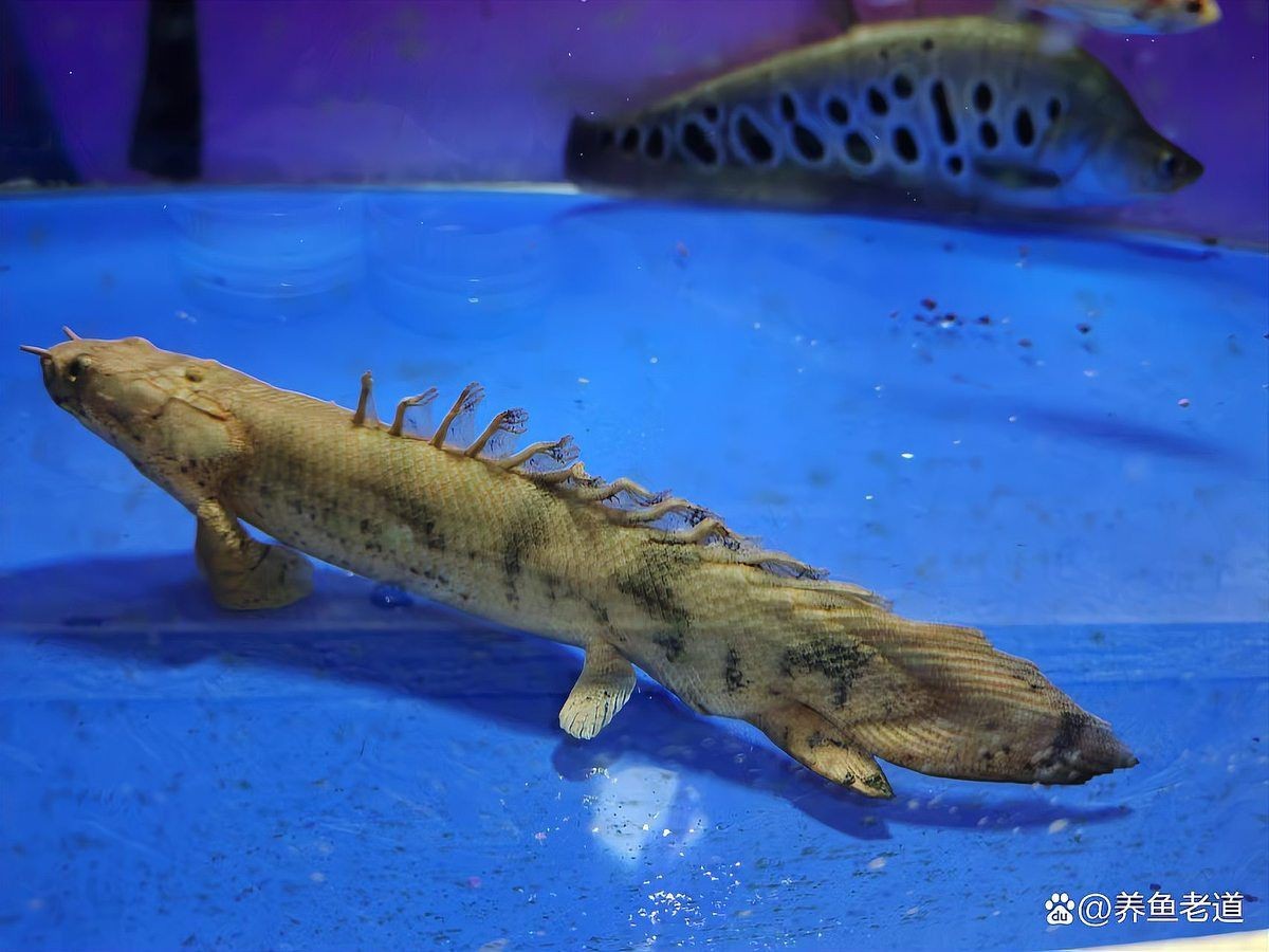 武威市涼州區可麗愛水族店（武威市涼州區可麗愛水族店電話）