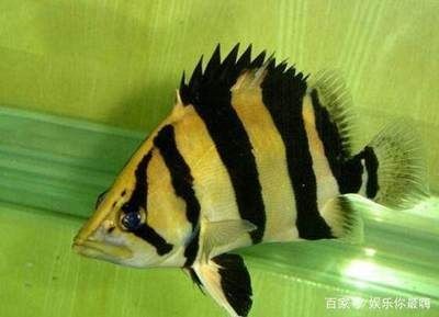 龍魚可以吃金魚嗎：龍魚可以吃金魚嗎，