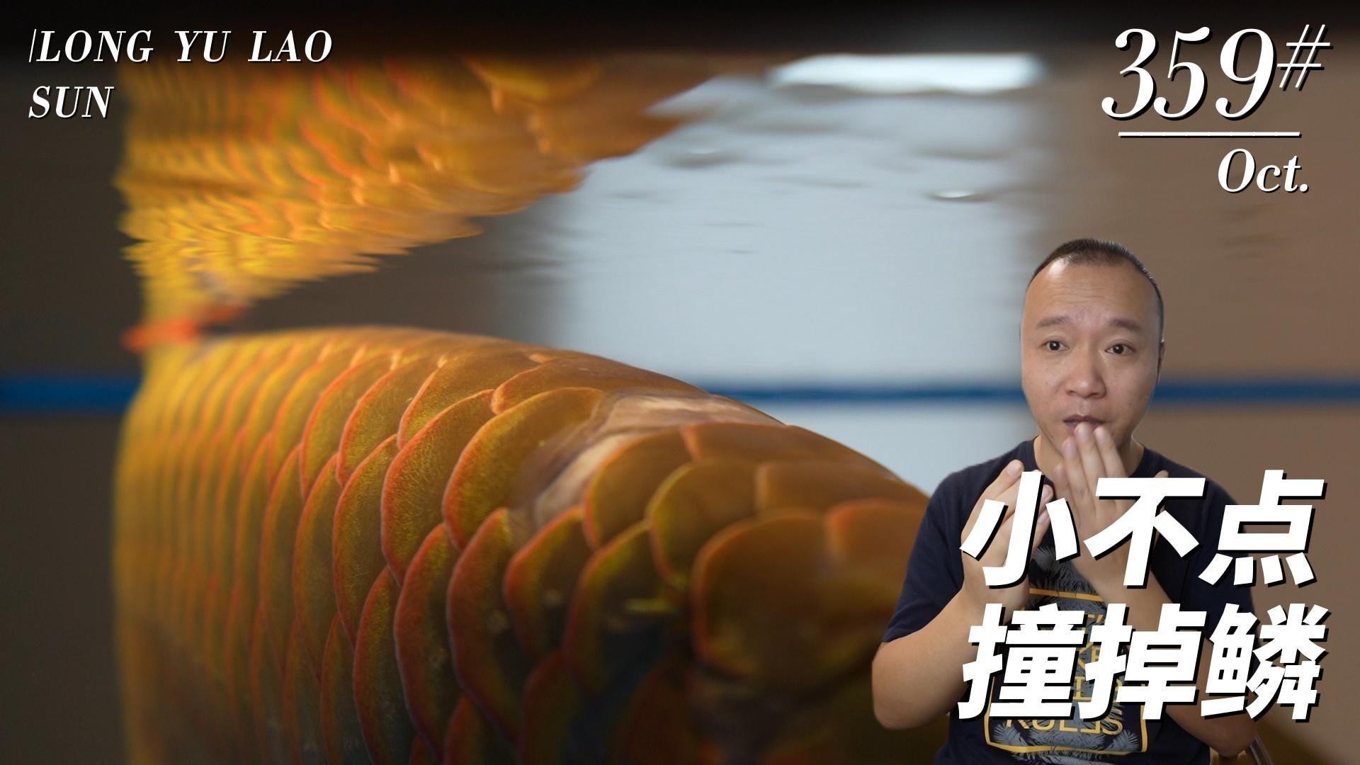 龍魚突然劇烈撞缸了怎么辦