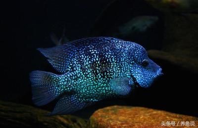 藍(lán)色金龍魚值多少錢一只：藍(lán)色金龍魚的價格是多少錢一條金龍魚多少錢一條