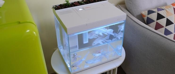 畫法幾何魚缸如何拆：畫法幾何魚缸拆卸詳情