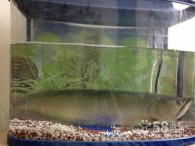 銀龍魚養(yǎng)多久才長到50cm（銀龍魚的生長速度受哪些因素影響？）