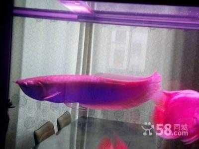 銀龍魚養多久才長到50cm（銀龍魚的生長速度受哪些因素影響？）