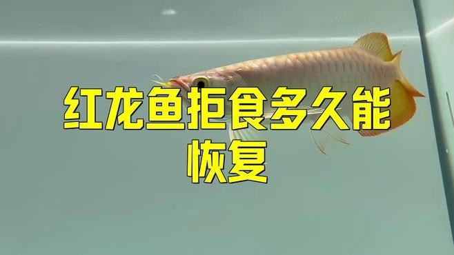 紅龍魚不吃食怎么辦