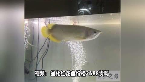 給我推薦幾家信譽良好的紅龍魚商 給我推薦幾家信譽良好的紅龍魚商 龍魚百科 第8張