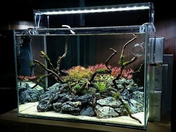 底濾魚缸的優化策略：底濾魚缸改造藝術魚缸改造的優化策略底濾魚缸改造步驟和注意事項