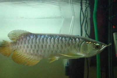 龍魚白天開燈還是夜晚開燈好（白天開燈可以幫助龍魚模擬自然光照促進其正常生長和活動）