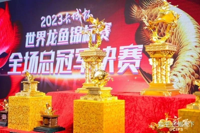 金龍魚比賽冠軍有獎金嗎