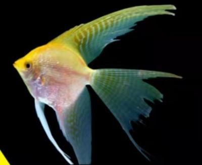 紅龍魚不愛游動(dòng)尾巴下墜：紅龍魚不愛游動(dòng)且尾巴下墜可能是由多種原因引起的