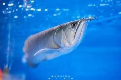 金龍魚有藍色的嗎（如何辨別金龍魚品種，金龍魚市場價格趨勢）