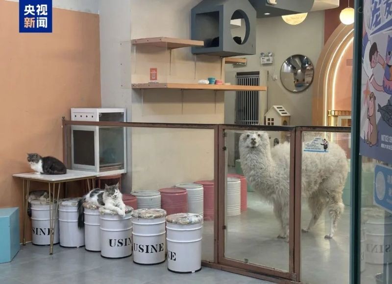 水豚和羊駝哪個更適合家庭飼養？ 水豚和羊駝哪個更適合家庭飼養？ 2025長城杯龍魚大賽 第2張