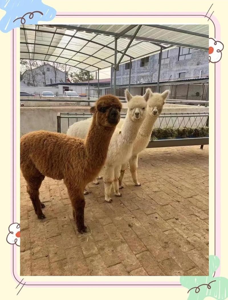 水豚和羊駝哪個更適合家庭飼養？ 水豚和羊駝哪個更適合家庭飼養？ 2025長城杯龍魚大賽 第11張