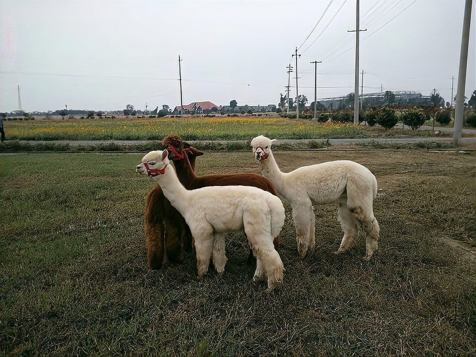 水豚和羊駝哪個更適合家庭飼養？ 水豚和羊駝哪個更適合家庭飼養？ 2025長城杯龍魚大賽 第8張