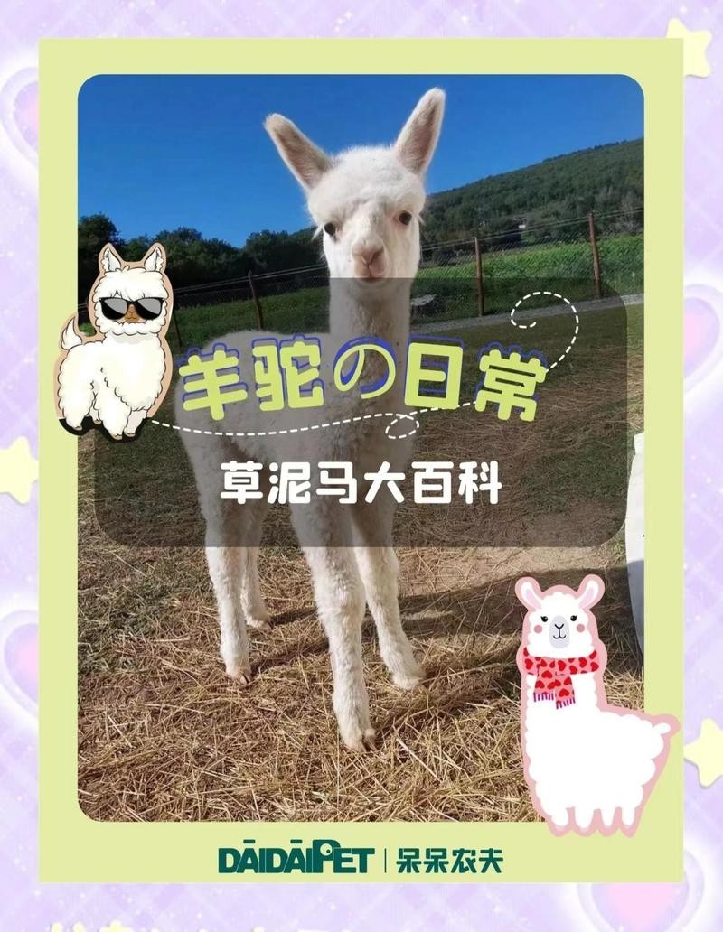 水豚和羊駝哪個更適合家庭飼養？ 水豚和羊駝哪個更適合家庭飼養？ 2025長城杯龍魚大賽 第9張