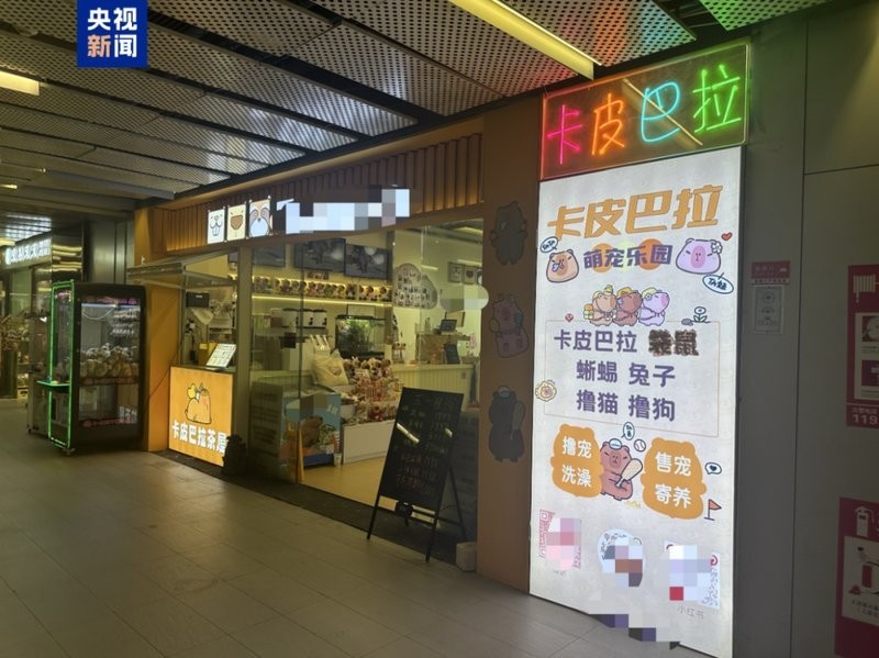 水豚和羊駝哪個更適合家庭飼養？ 水豚和羊駝哪個更適合家庭飼養？ 2025長城杯龍魚大賽 第12張