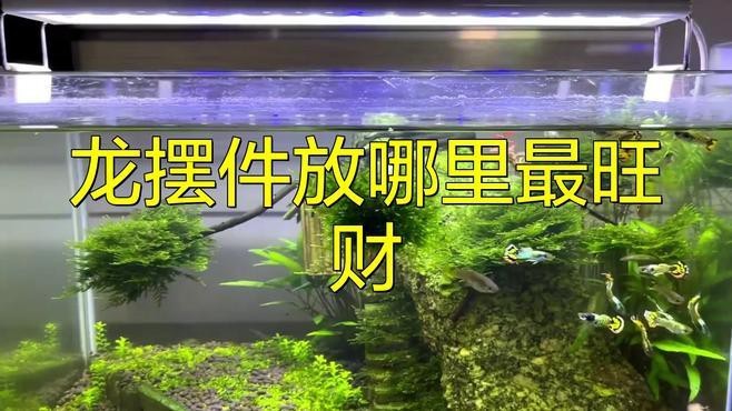 龍魚擺件放在家里哪個(gè)位置最好？ 龍魚擺件放在家里哪個(gè)位置最好？ 龍魚論壇 第7張