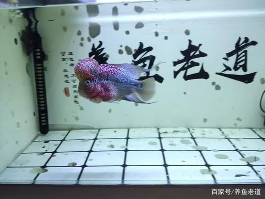 小魚(yú)缸養(yǎng)大魚(yú)技巧：如何將小缸養(yǎng)大魚(yú)的技巧
