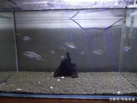 小魚(yú)缸養(yǎng)大魚(yú)技巧：如何將小缸養(yǎng)大魚(yú)的技巧
