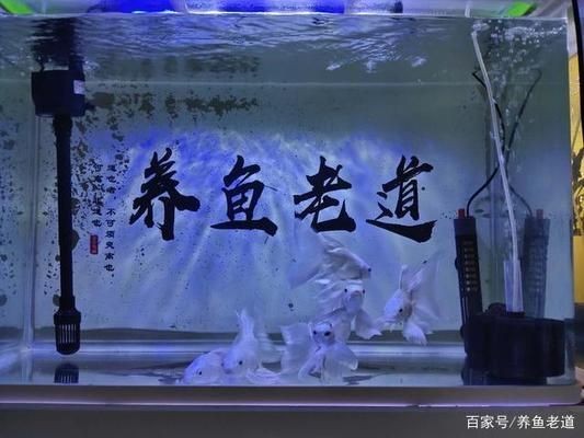 小魚(yú)缸養(yǎng)大魚(yú)技巧：如何將小缸養(yǎng)大魚(yú)的技巧