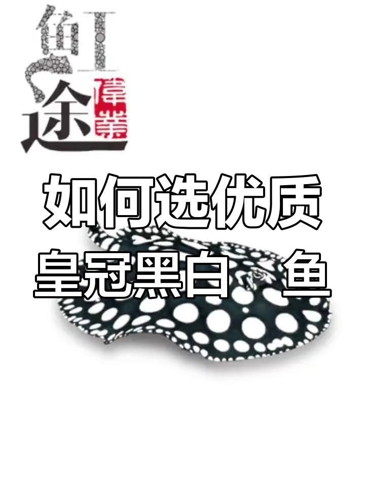 皇冠魟魚怎么看品質