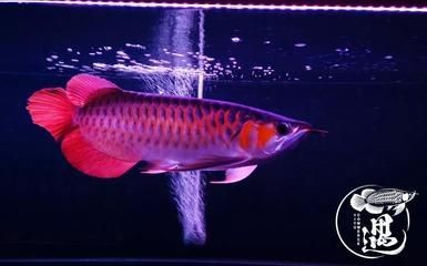 龍魚使用發色燈的最佳時機（紅龍魚何時使用發色燈）